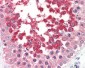 CASP1 / Caspase 1 Antibody (C-Terminus)